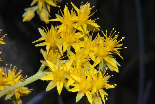 Sedum palmeri / Borracina di Palmer